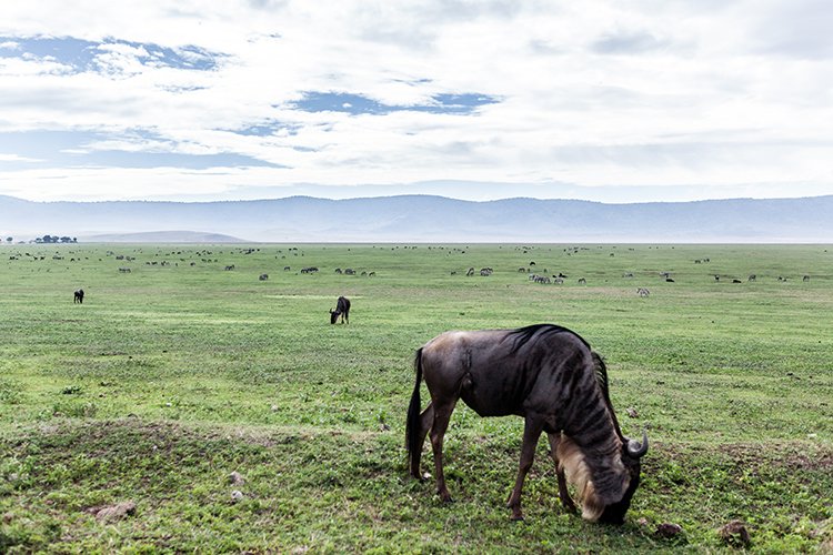 TZA ARU Ngorongoro 2016DEC26 Crater 054